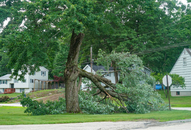 Trusted Fritch, TX Tree Services Experts